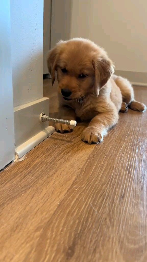 How to Deep Clean a Dyson Cordless Vacuum